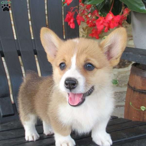 Hadassah, Pembroke Welsh Corgi Puppy